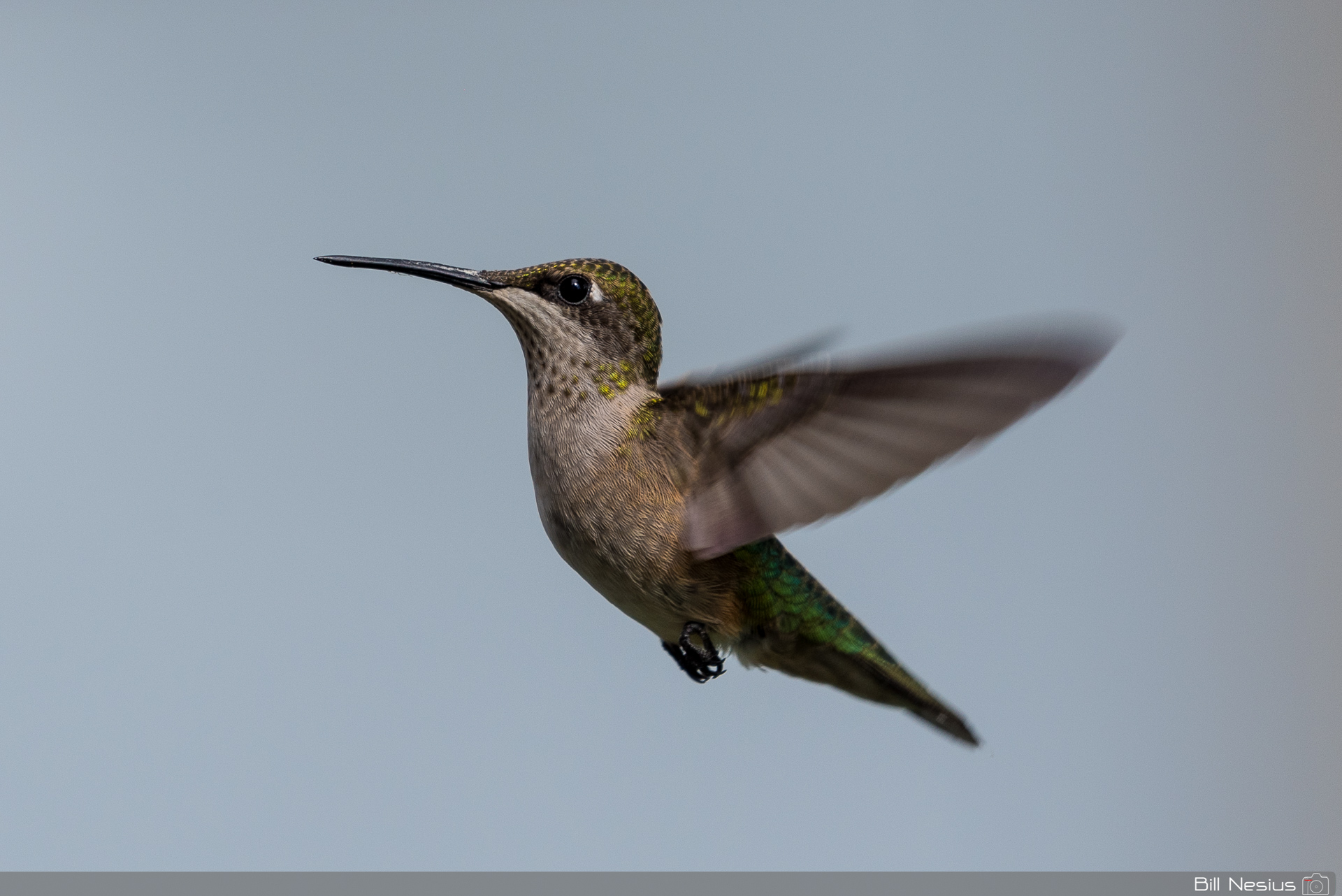 Hummingbird