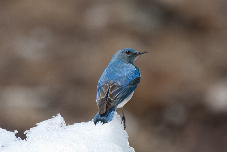 Bluebird at the top of Cottonwood Pass