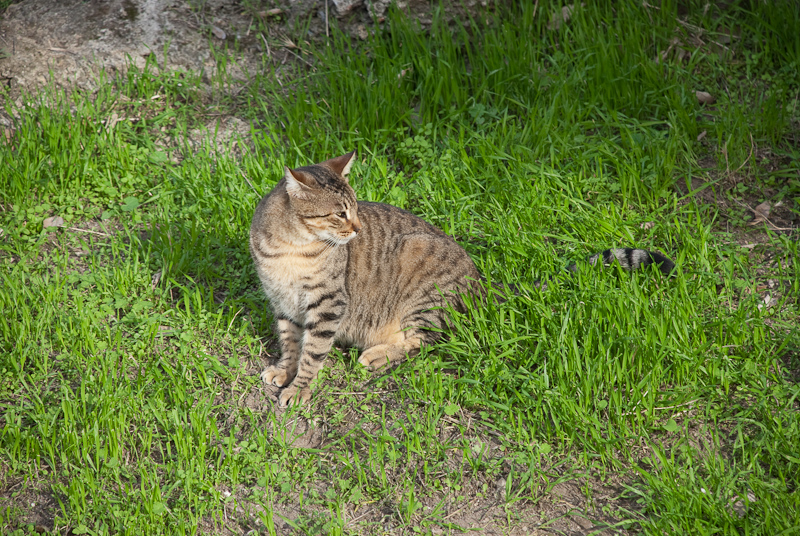 Cats at Castelo de Sao Jorge
