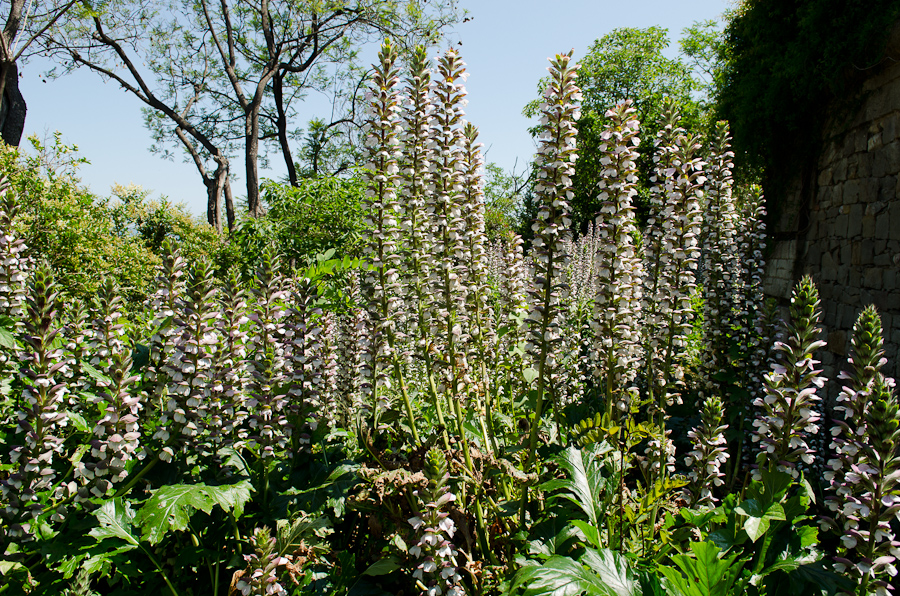 Wild flowers of Barcelona / DSC_3602