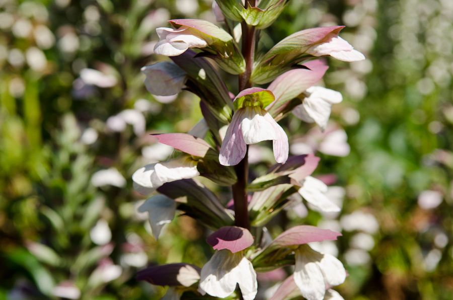 Wild flowers of Barcelona / DSC_3603
