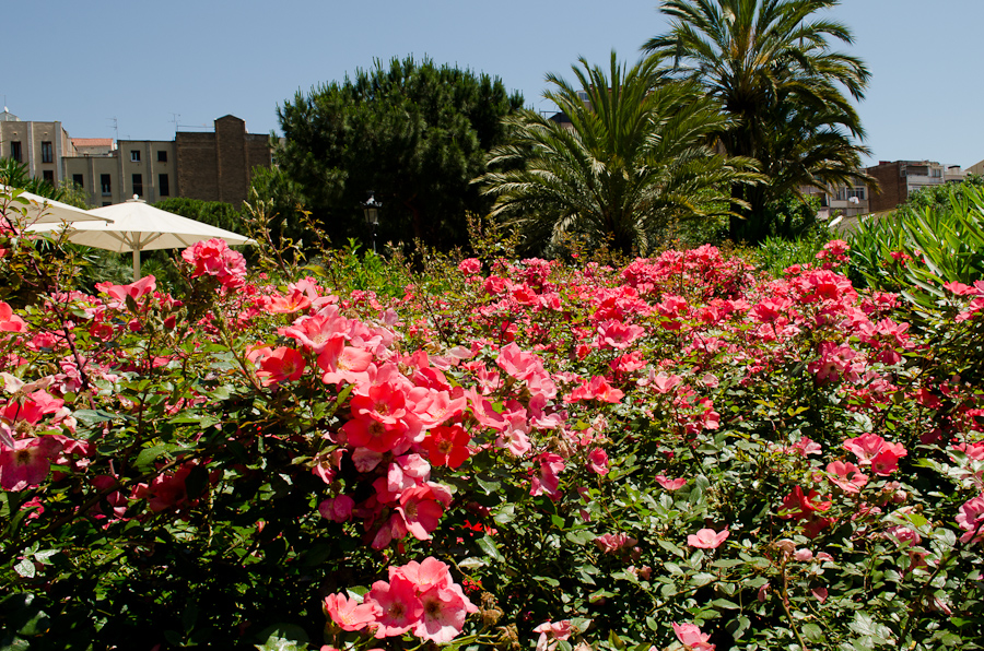 Streets of Barcelona / DSC_3815