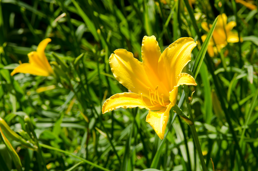 Parc Guell designed by architect Antoni Gaudí / DSC_6822