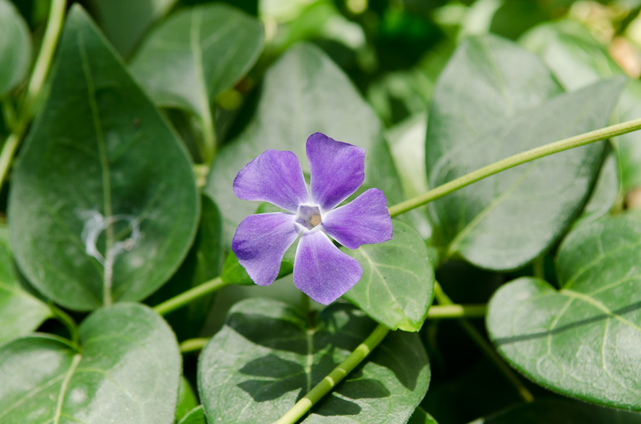 Parc Guell designed by architect Antoni Gaudí / DSC_6869
