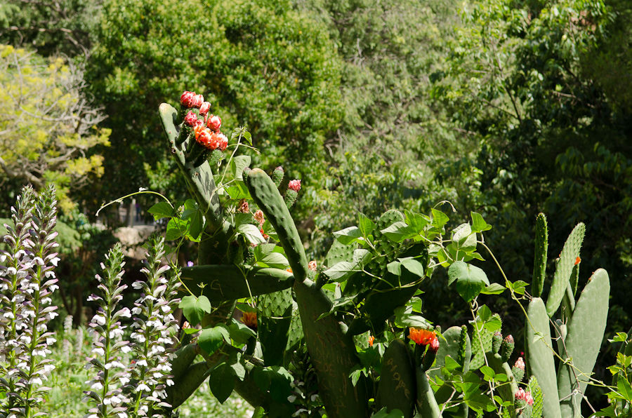 Parc Guell designed by architect Antoni Gaudí / DSC_6883