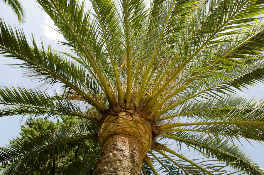 Parc Guell designed by architect Antoni Gaudí / DSC_6924