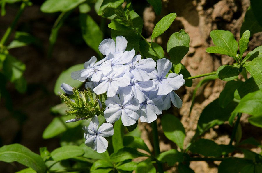 Parc Guell designed by architect Antoni Gaudí / DSC_6967