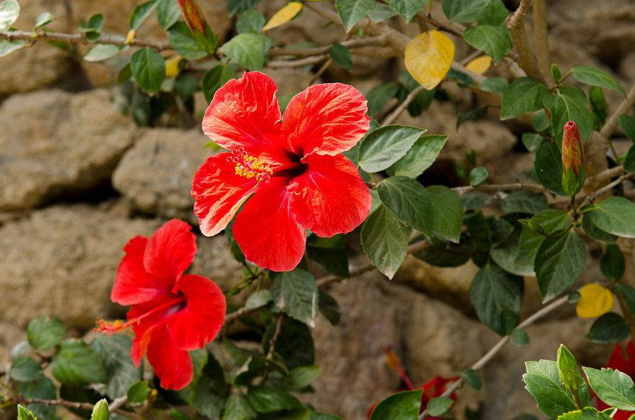 Parc Guell designed by architect Antoni Gaudí / DSC_6974