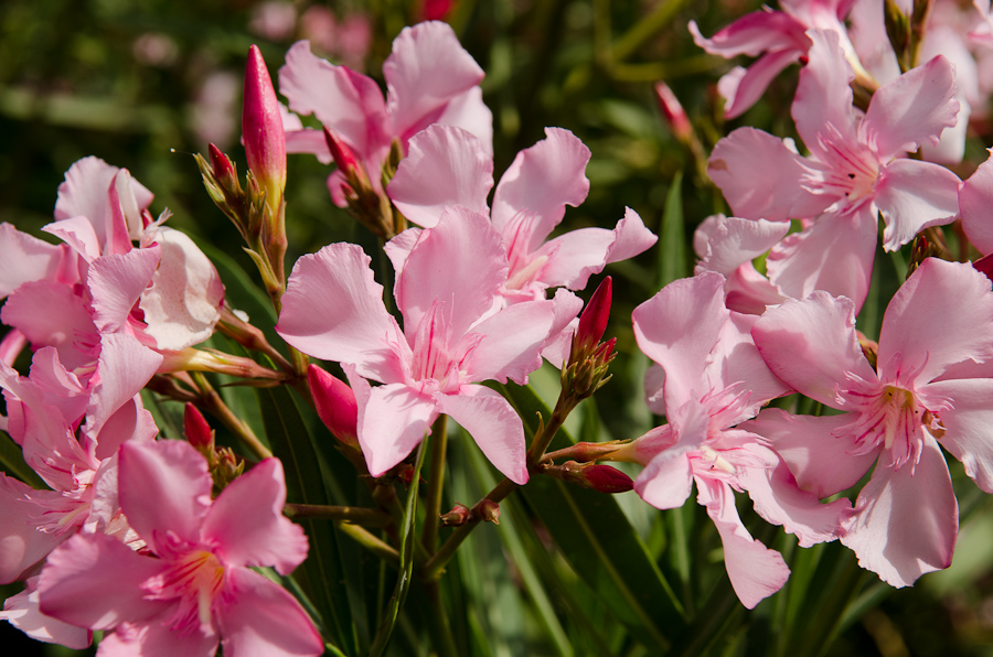 Parc Guell designed by architect Antoni Gaudí / DSC_6979