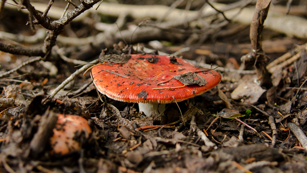 A mushroon on the path to Hayden trail / DSC_6839