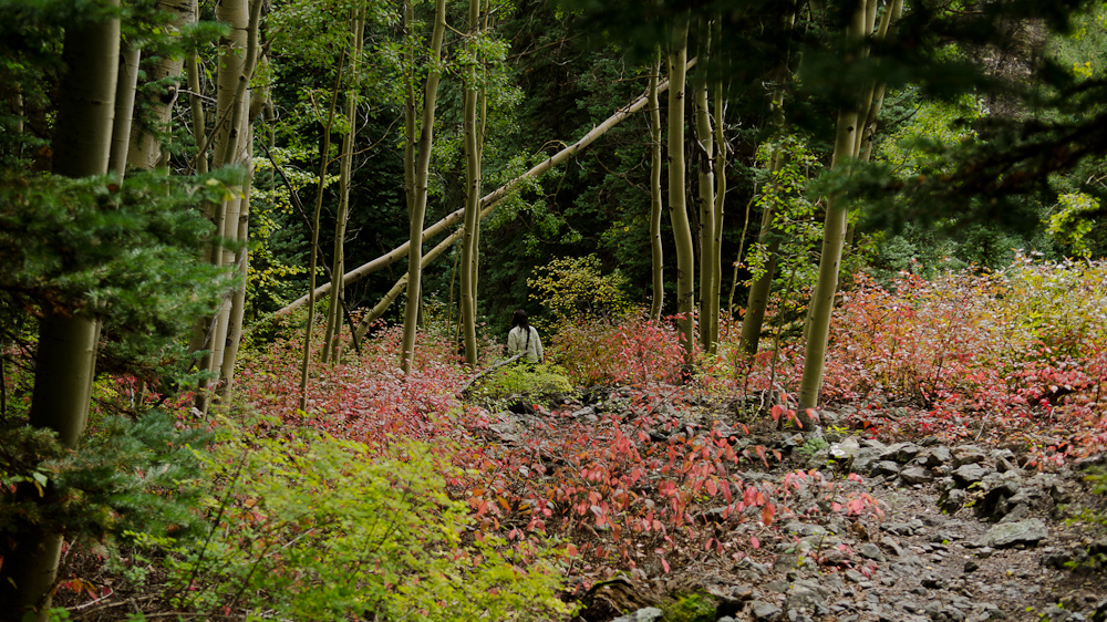 The path to Hayden trail / DSC_6999