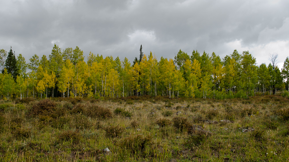 Grand Mesa National Forest / DSC_7123