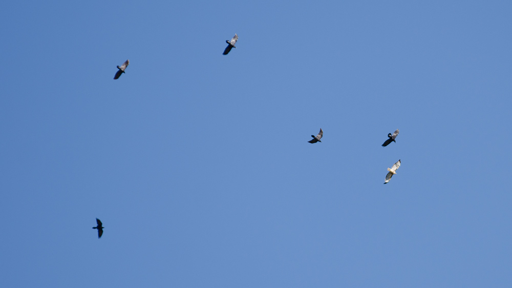 Crows harrasing a Red Tail hawk / DSC_7339